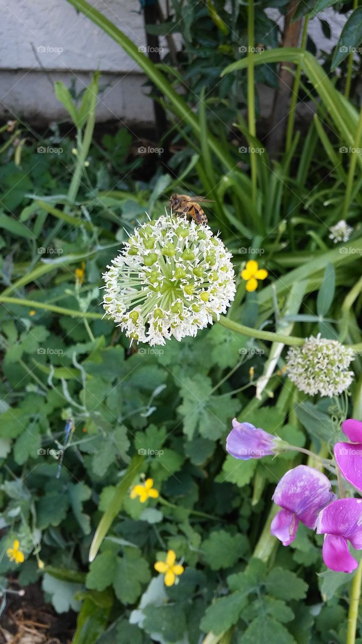 worker bee on a white flower