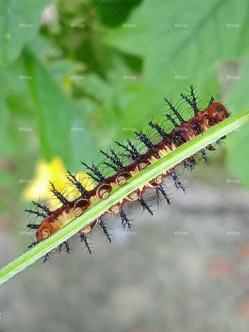 A hiding caterpillar...