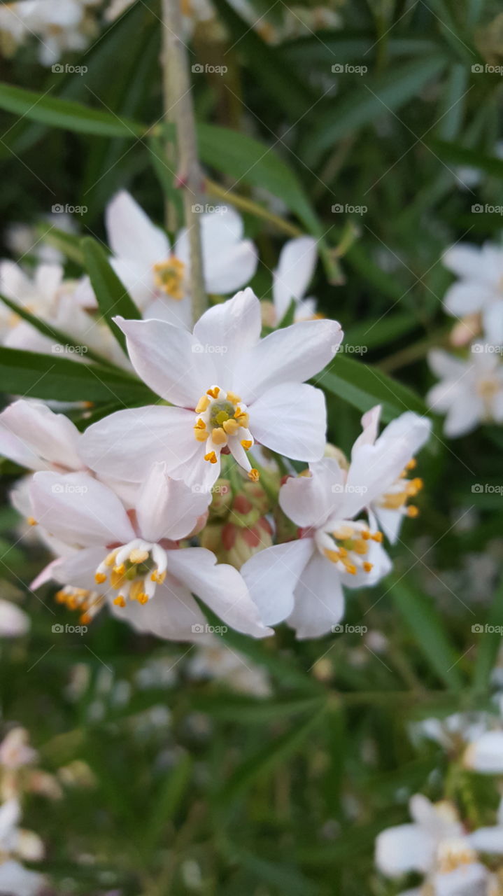 flowers