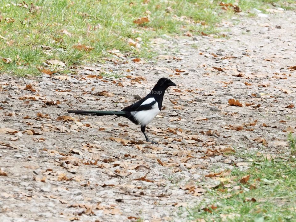 Magpie