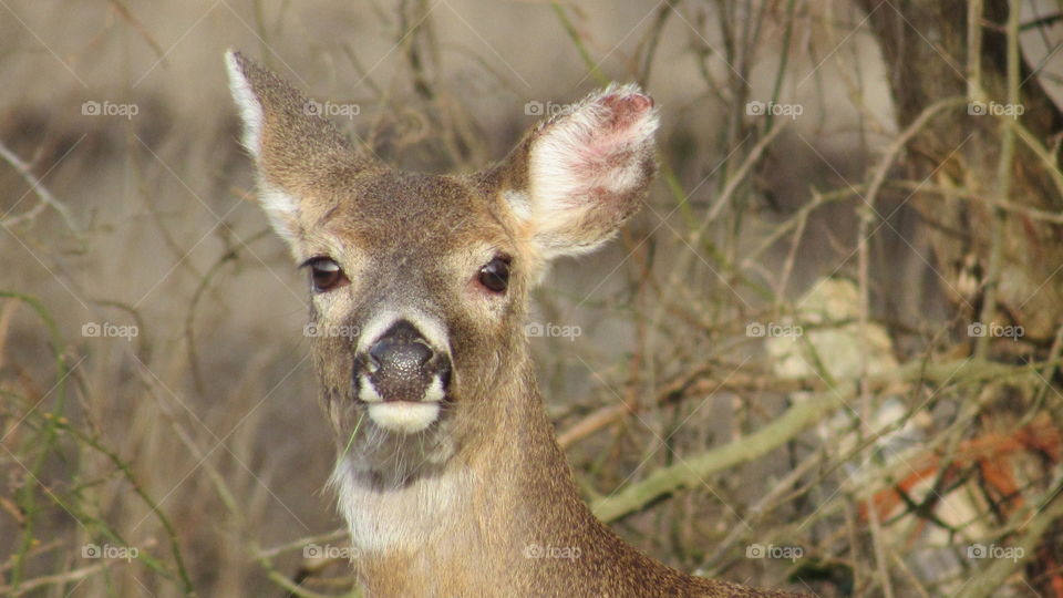 Headshot of a Whitetail deer