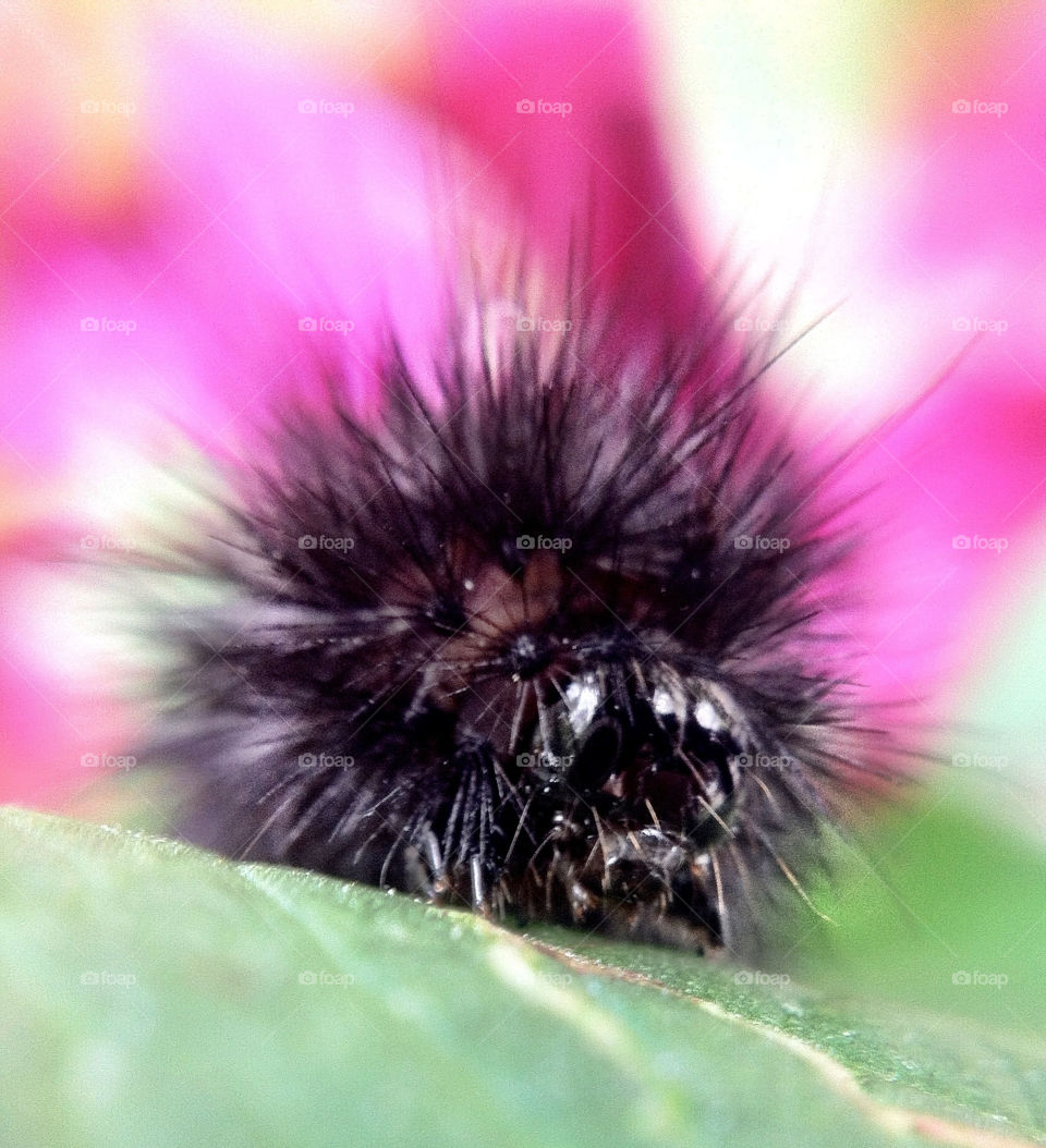 pink macro close autumn by ka71