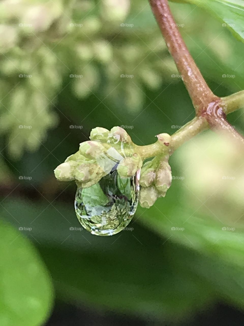 Rain drops which is in green color because  it reflects the color of the plants around it.