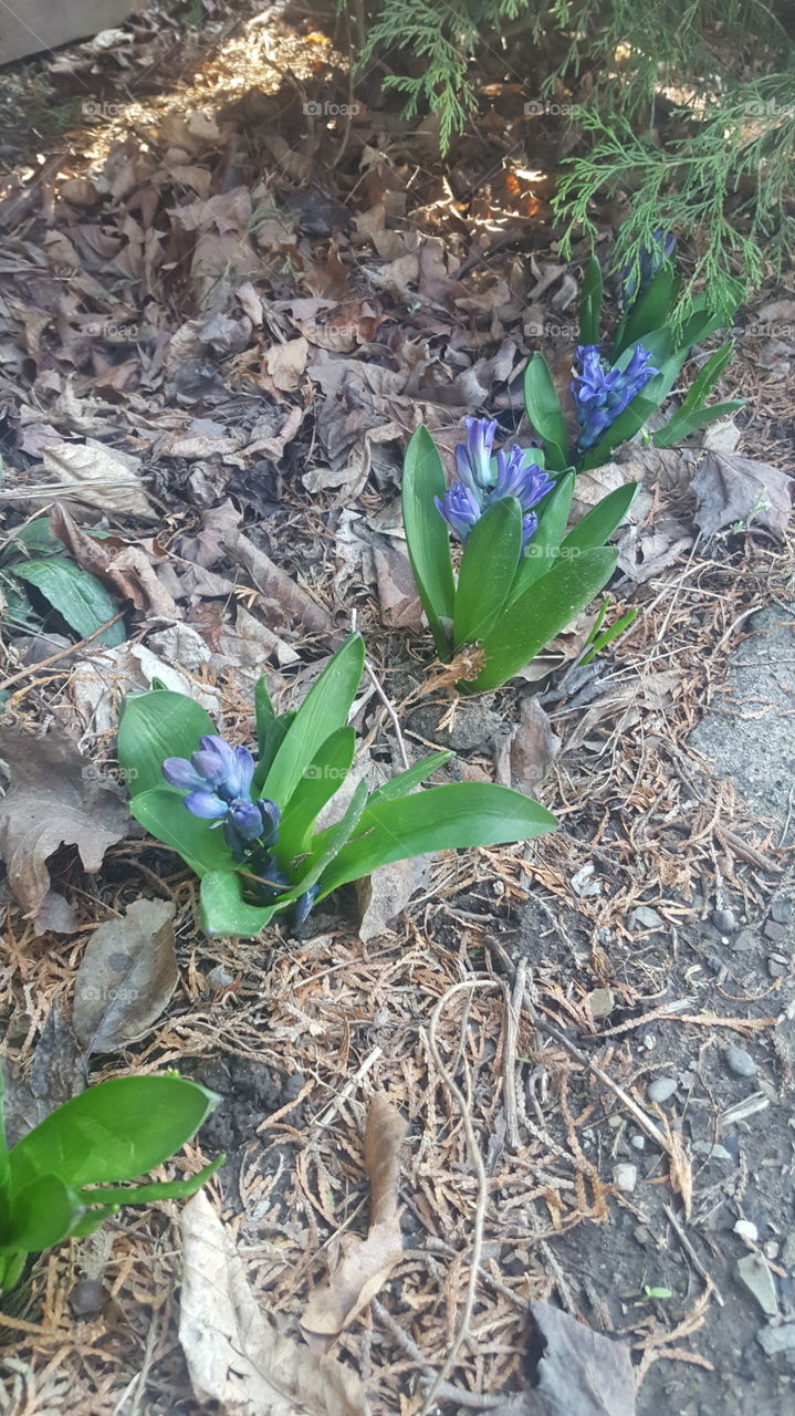 Flower, Nature, Leaf, Flora, Garden