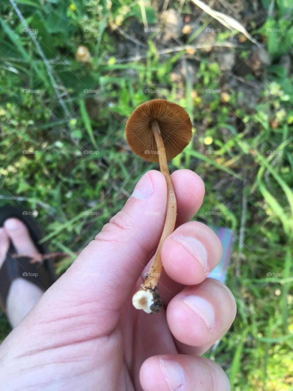 Mowers mushroom 