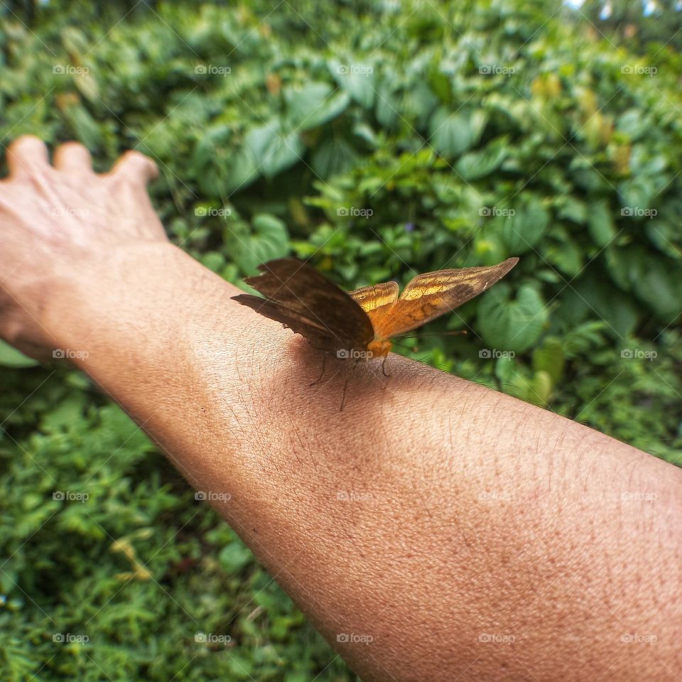 Beautiful butterfly perched on hand