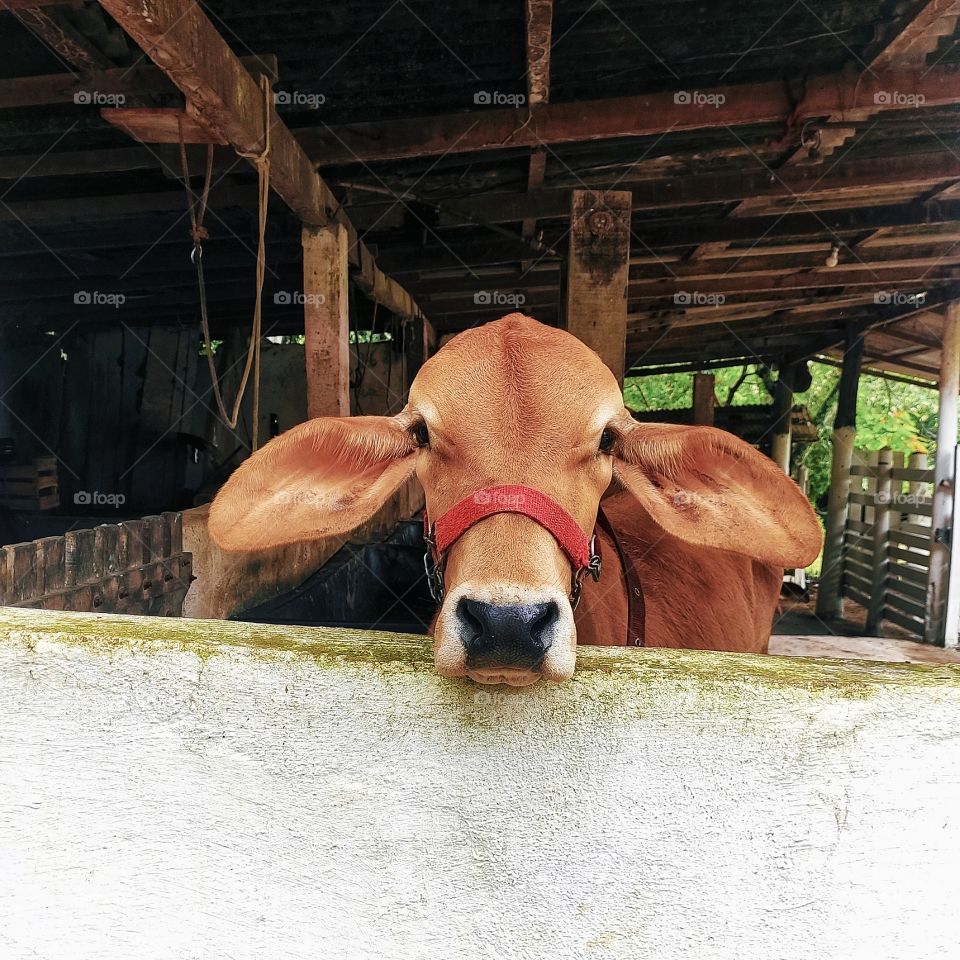 Hi🐮