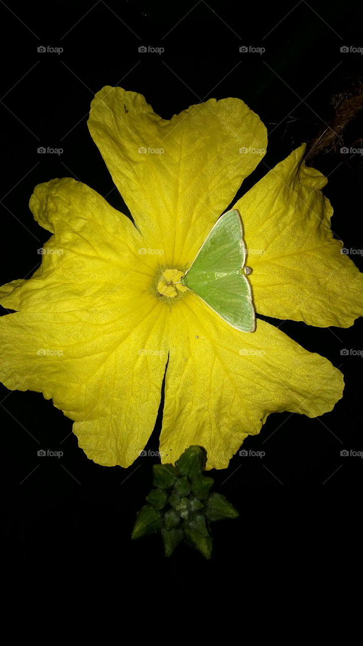 the most beautiful blooming yellow colour flower and