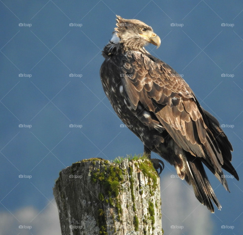 Immature bald eagle near the Fraser River waiting to consume salmon after spawning 