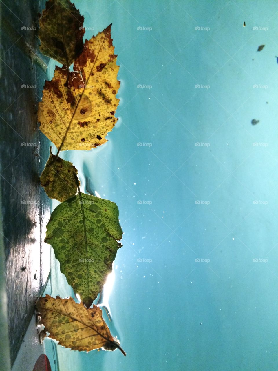 Leaves in pool