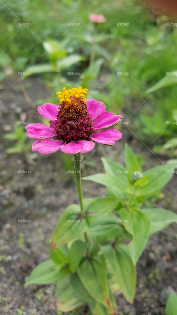A pink flower.