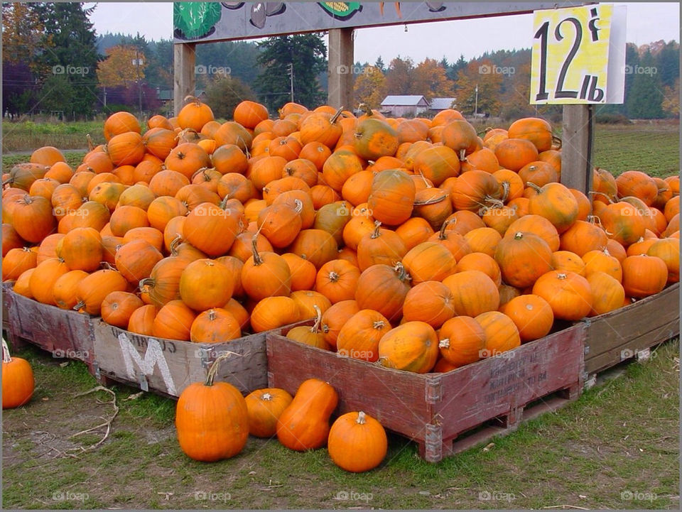 autumn pile pumpkin market by kshapley