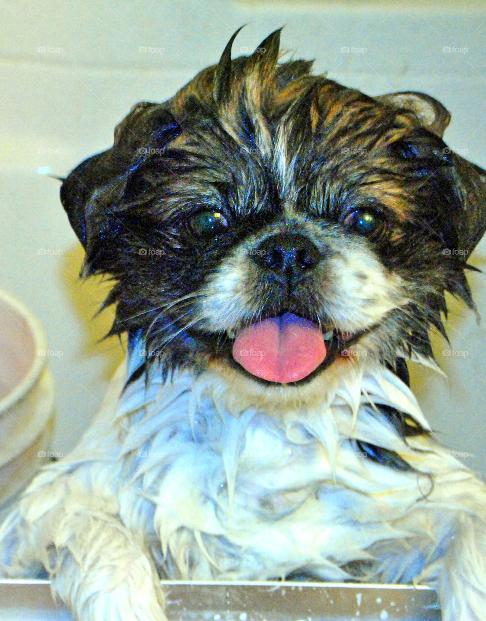 Wet pekingese dog sticking out tongue