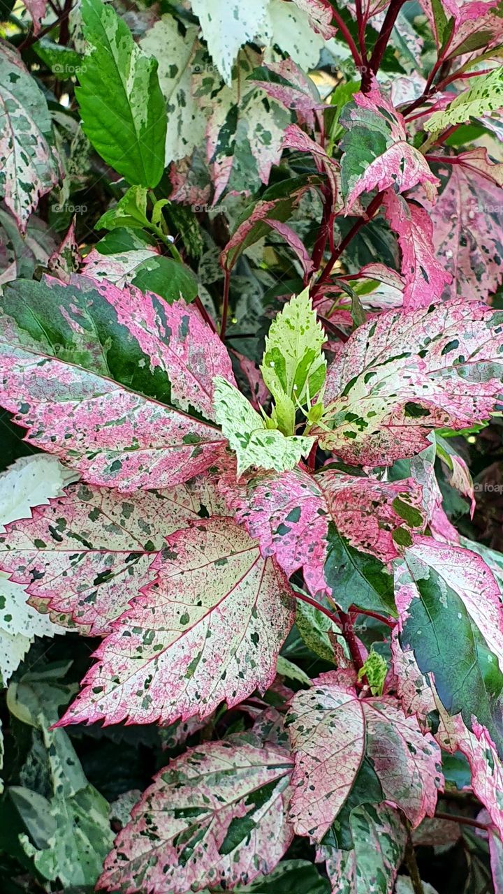 Fringed hibiscus leaf