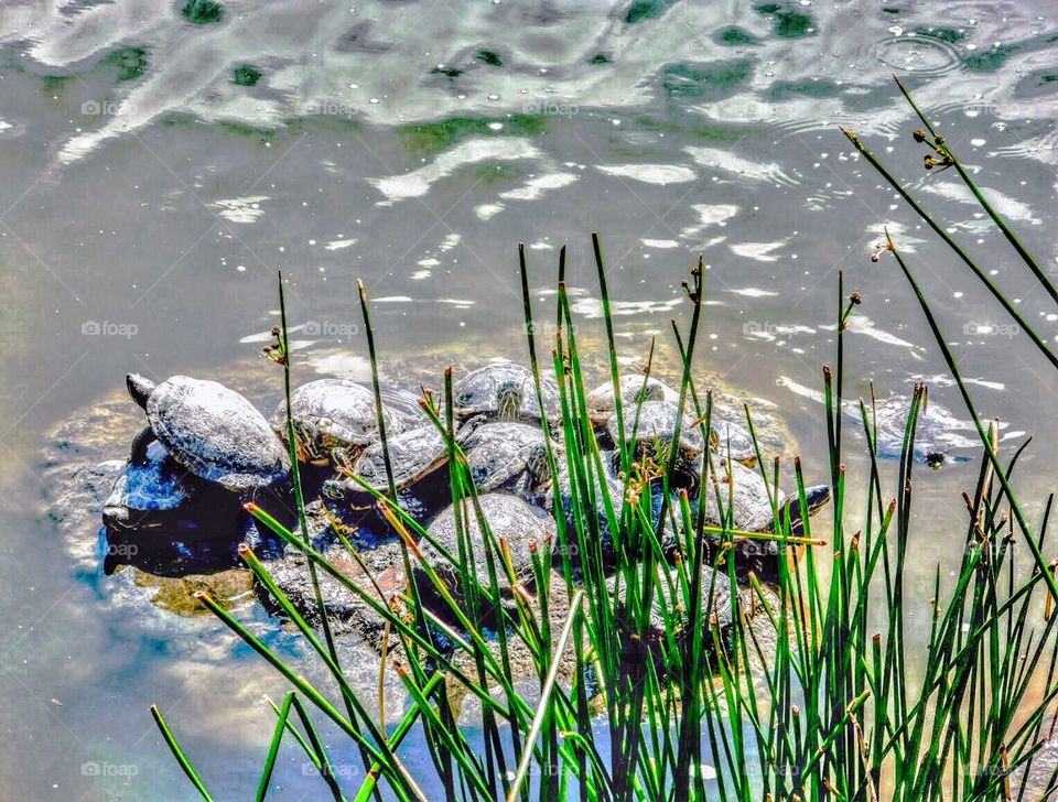 Turtle family on mound