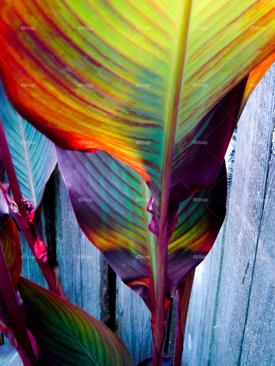 Close up Rainbow Color Big Leaves