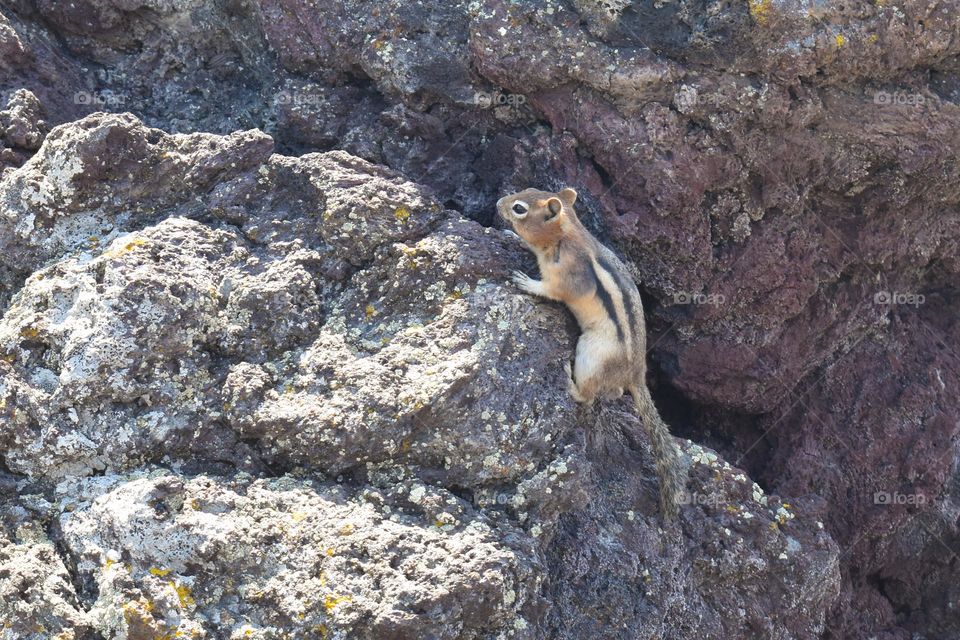Chipmunk at a terrain of solidified lava, National Monument and Preserve Craters of the Moon, Idaho, USA.