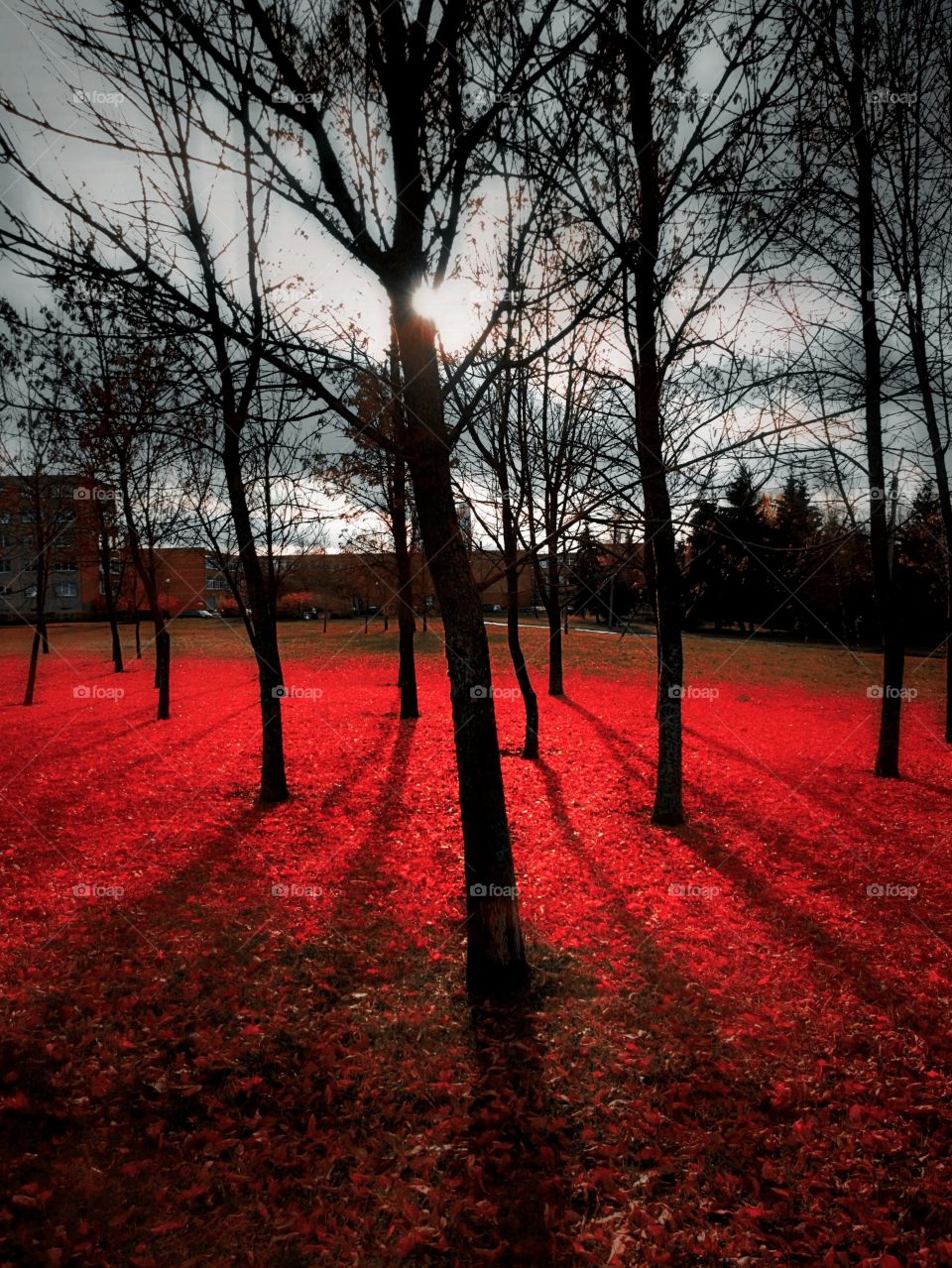 Autumn in red