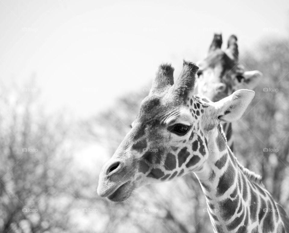 Black and white photobombing giraffes. 