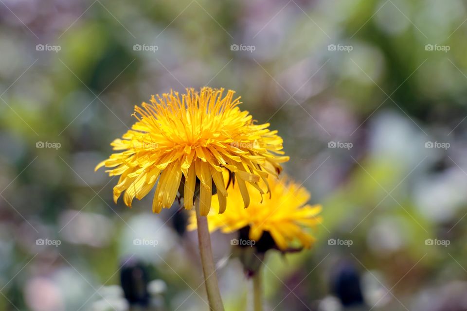 A dandelion flower head composed if many small florets