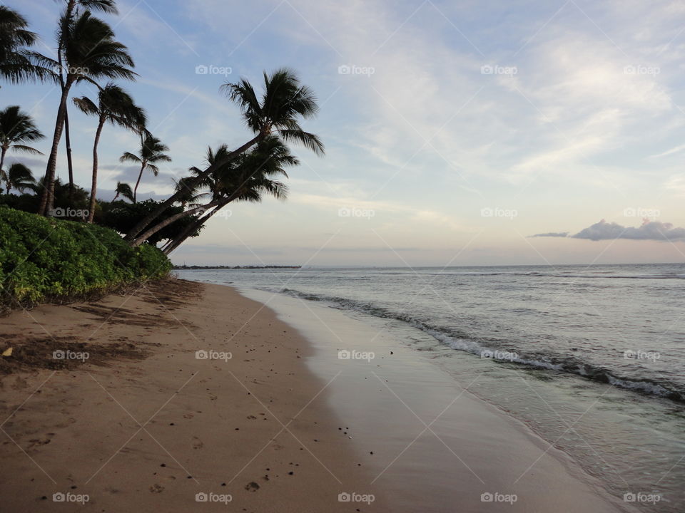 maui beach. palm tree