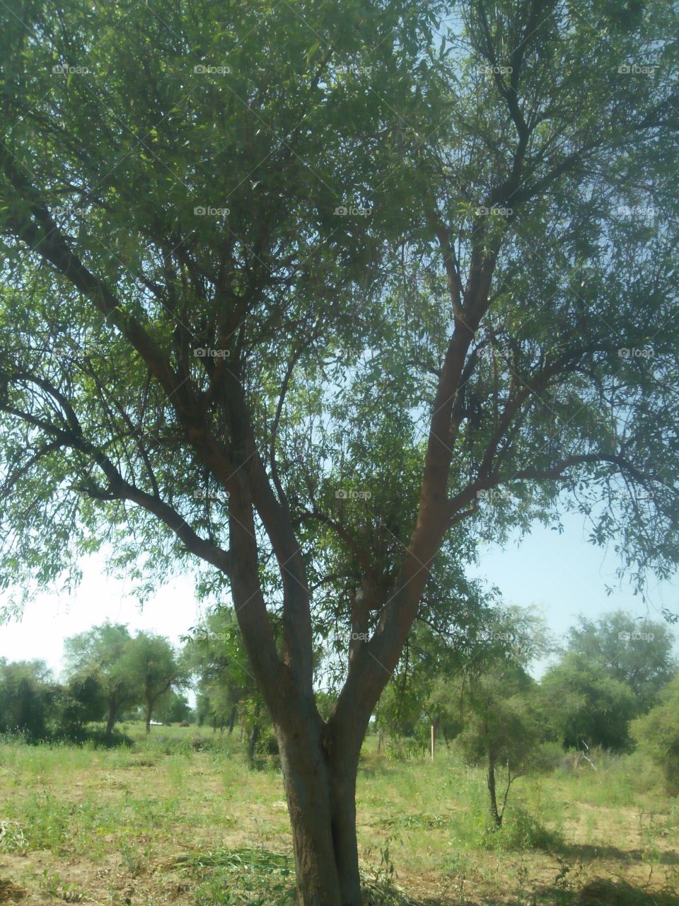 desert tree रोहिडा