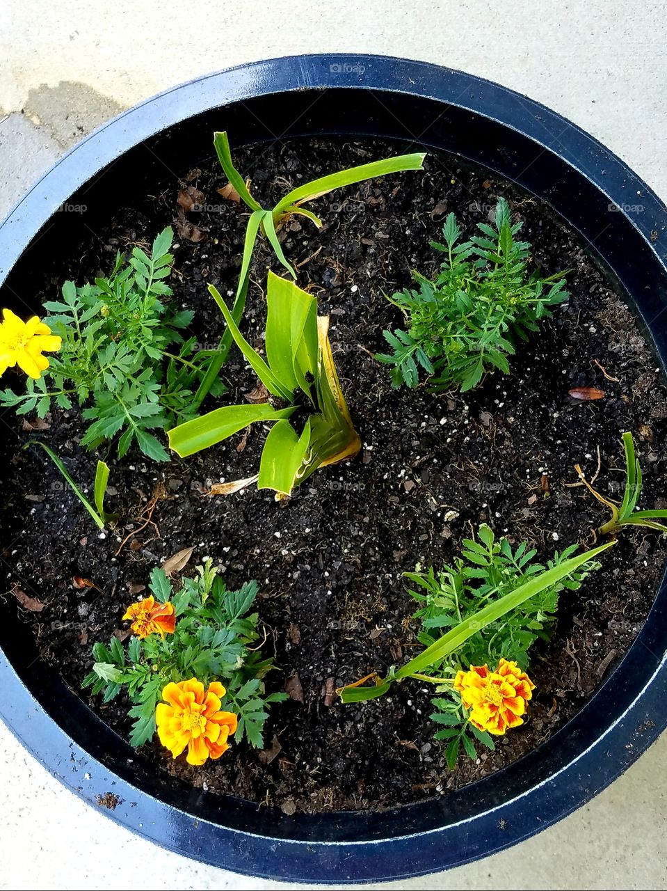 potted plants