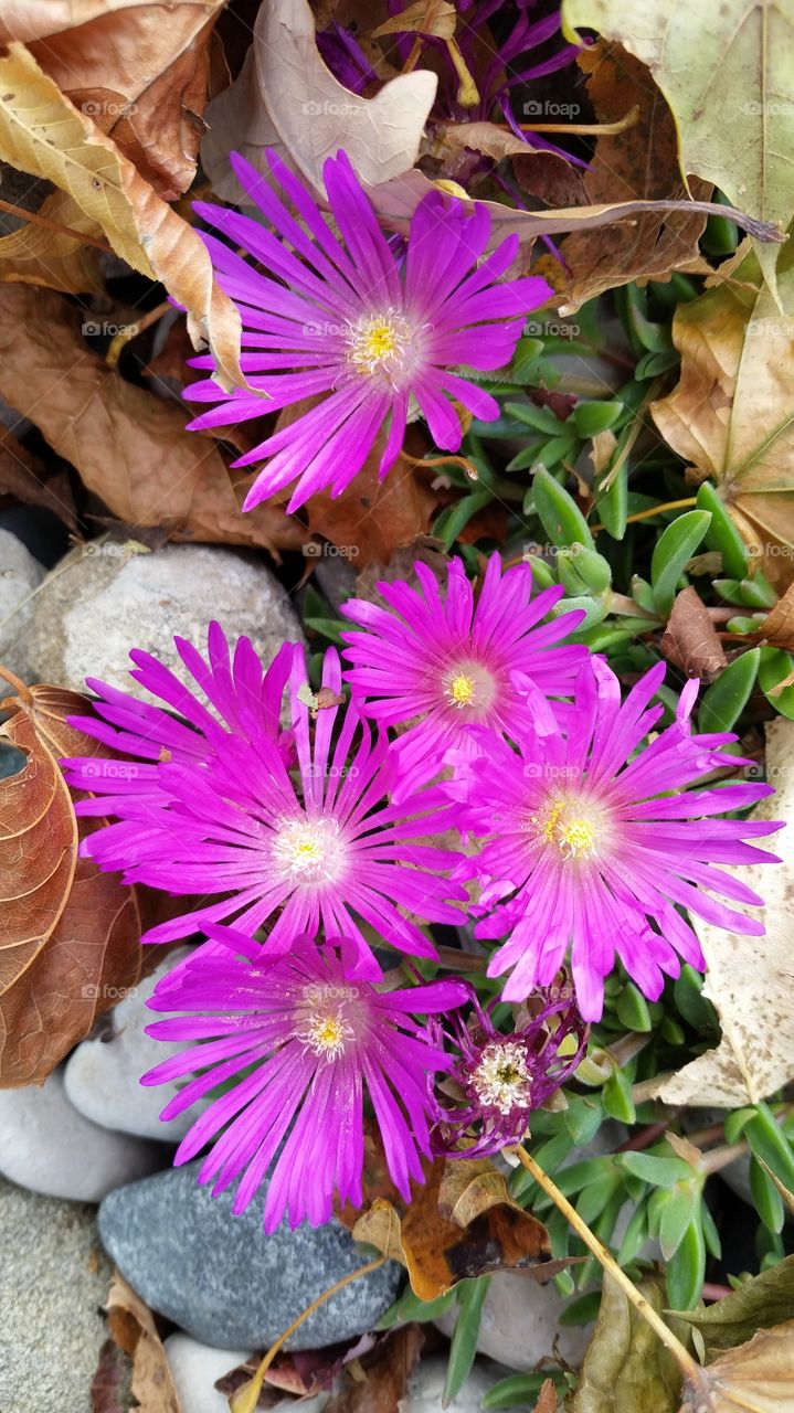 Ice plant