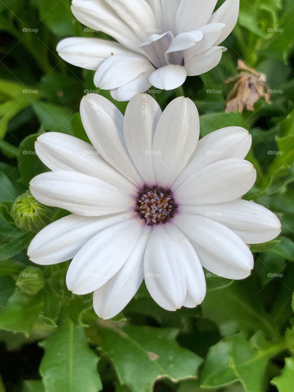 Osteospermum ecklonis, commonly known as cape marguerite, is an evergreen, perennial small shrub with typical daisy-shaped white or purple flowers.