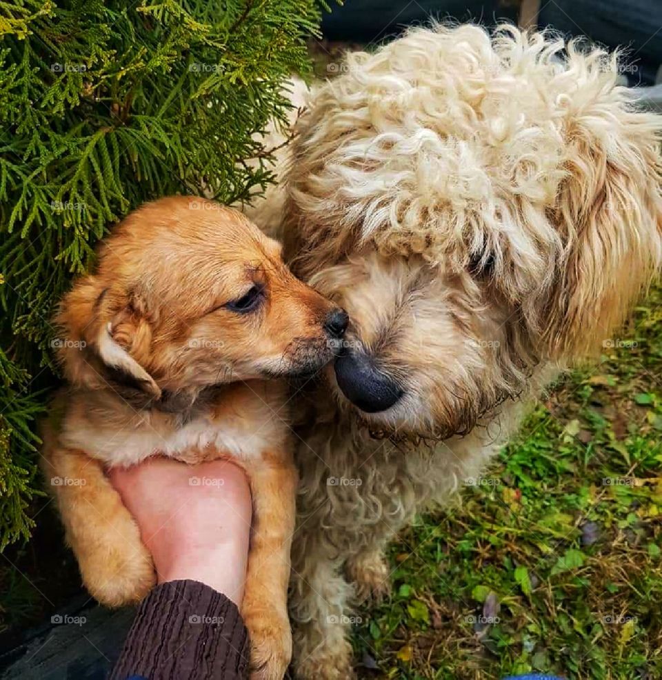 Maternal love between animals