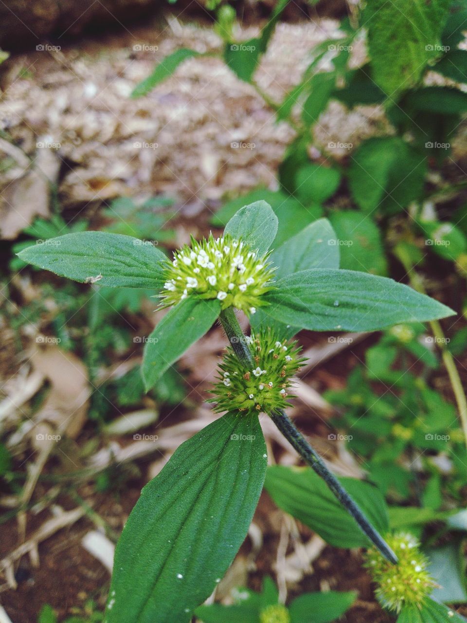 Spermacoce or false button is a genus of flowering plants in the Rubiaceae family.