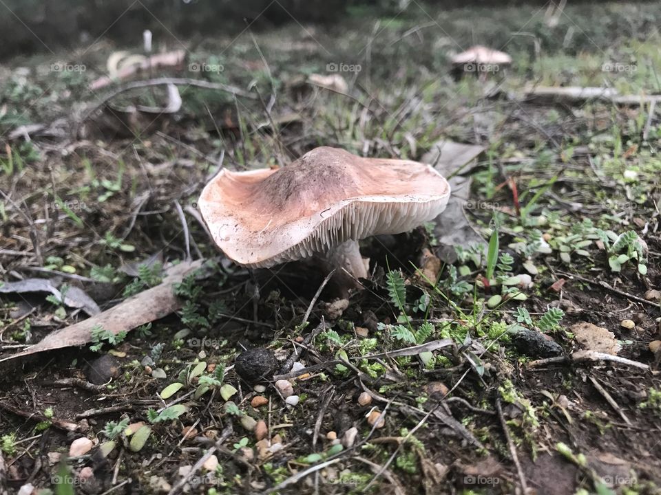 Mushrooms in winter