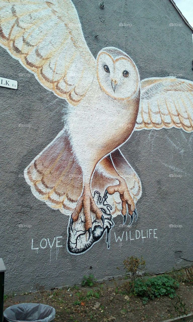 Graffiti, owl