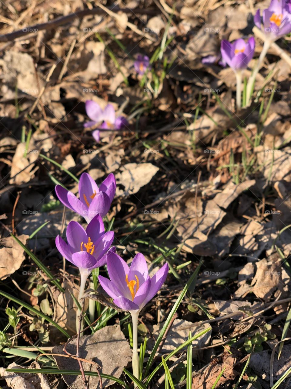 Spring Crocus flowers 