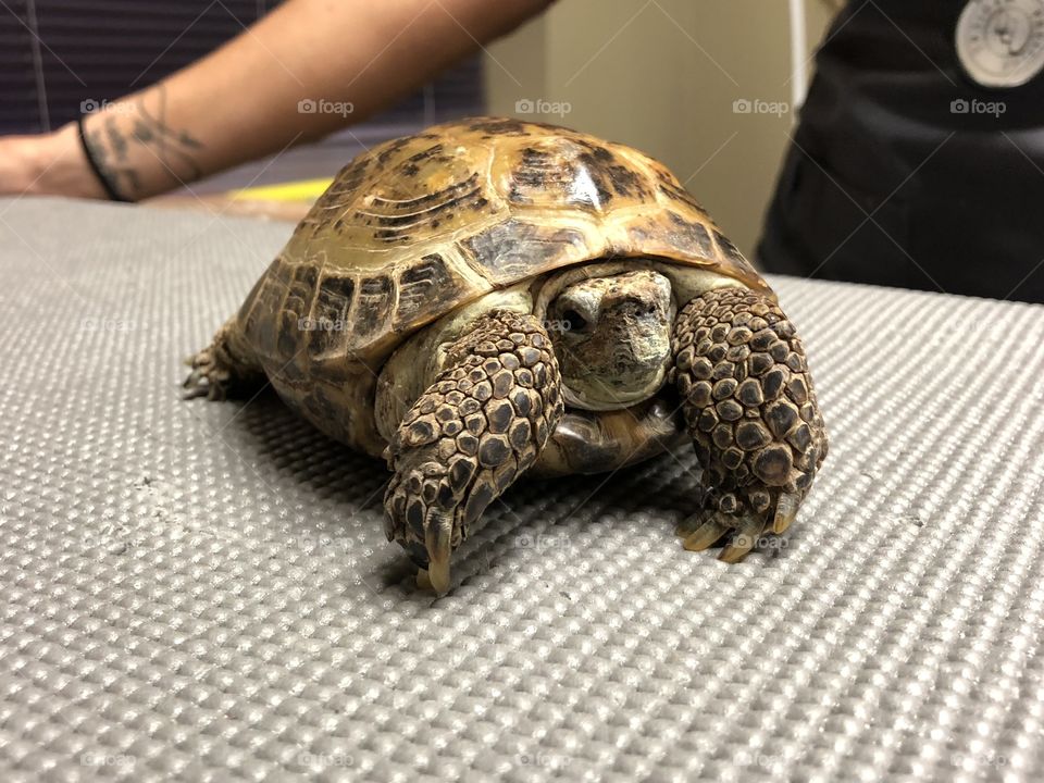 Cute little tortoise patient. 