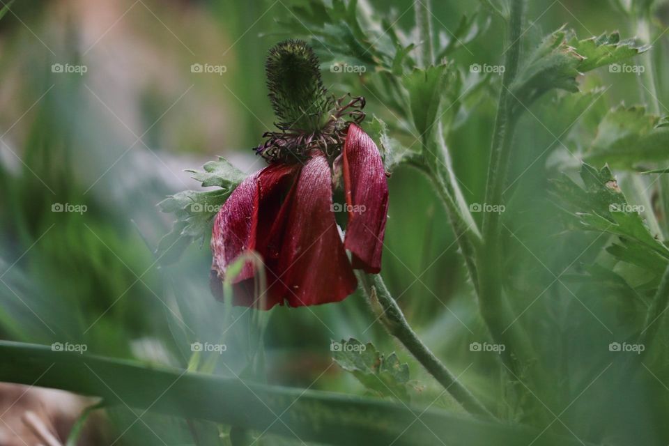 Withered anemone 