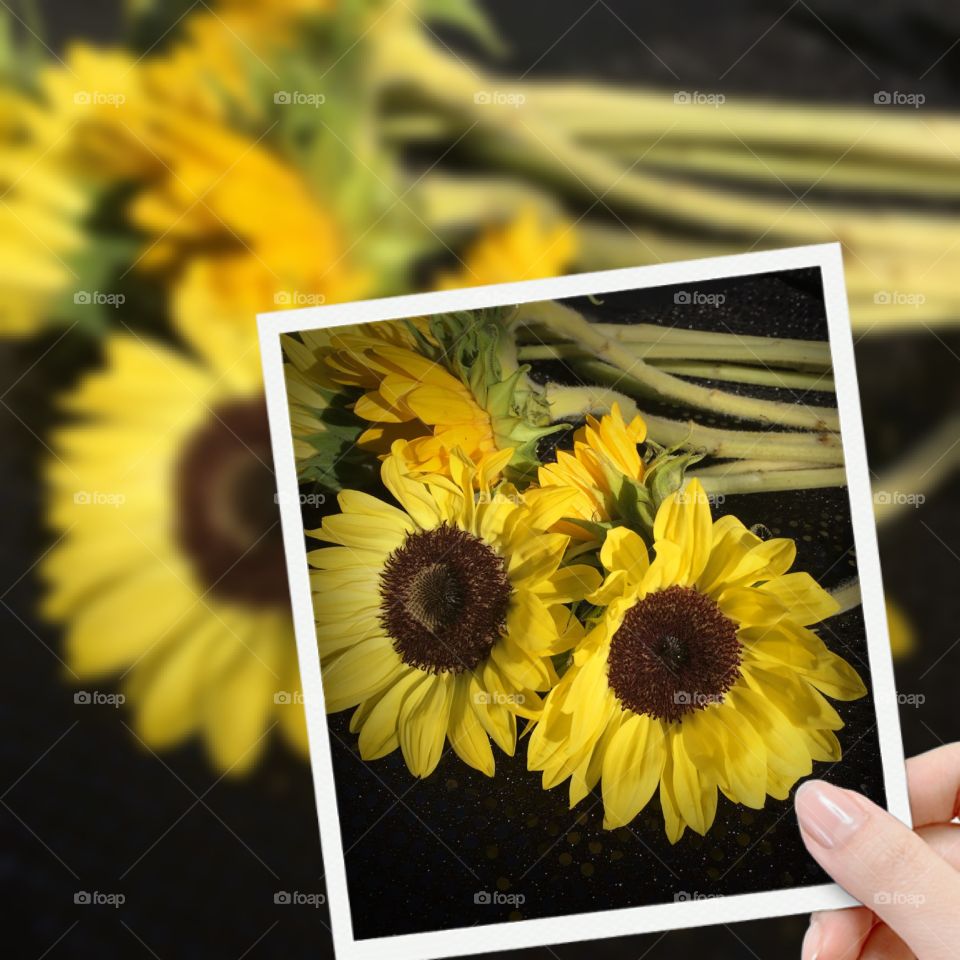 Person holding photograph of flower
