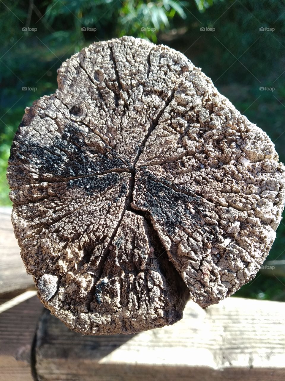 piece of wood cut to serve as firewood