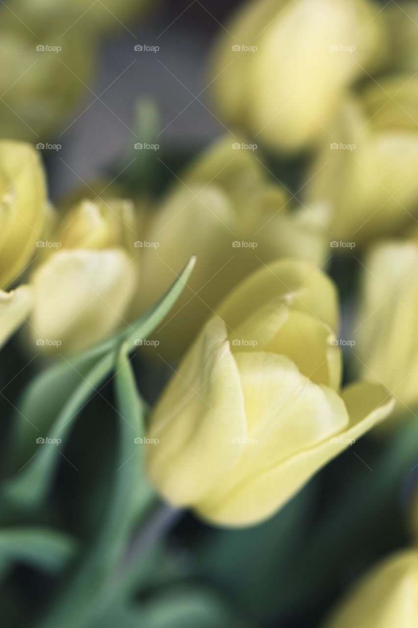 Tulips