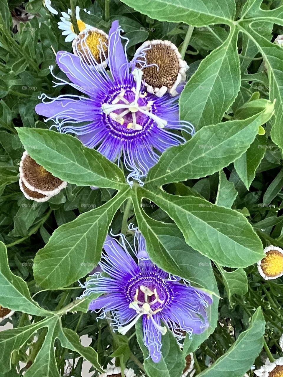 Passiflora Blooms