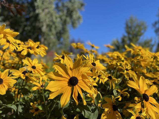 BEAUTIFUL YELLOW FLOWERS AND BLUE SKY