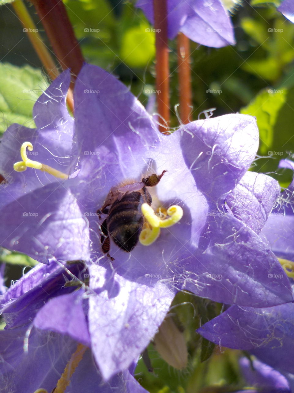 Bee deep in bellflower 