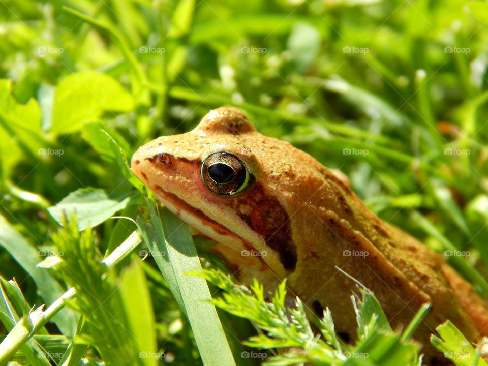 Frog in the grass