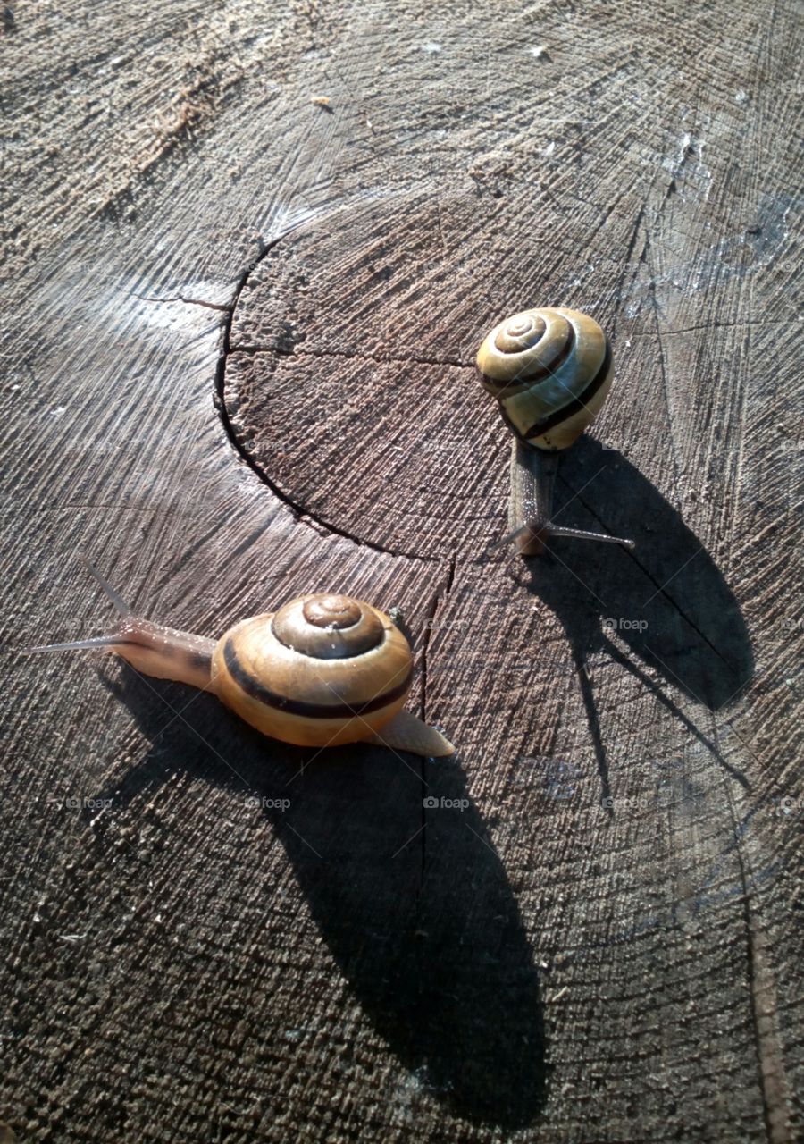 Snail, Nature, Wood, Shell, Shellfish