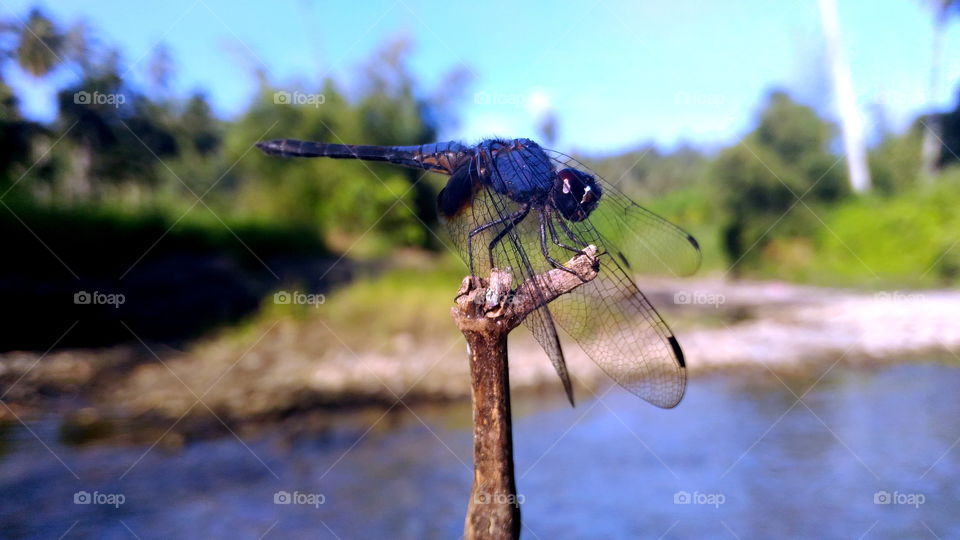 Black Dragonfly