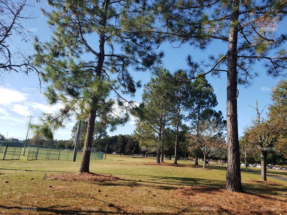 Árboles pinos y ese color tan especial que da el otoño a las hojas los lugares el ambiente que se vive es único!