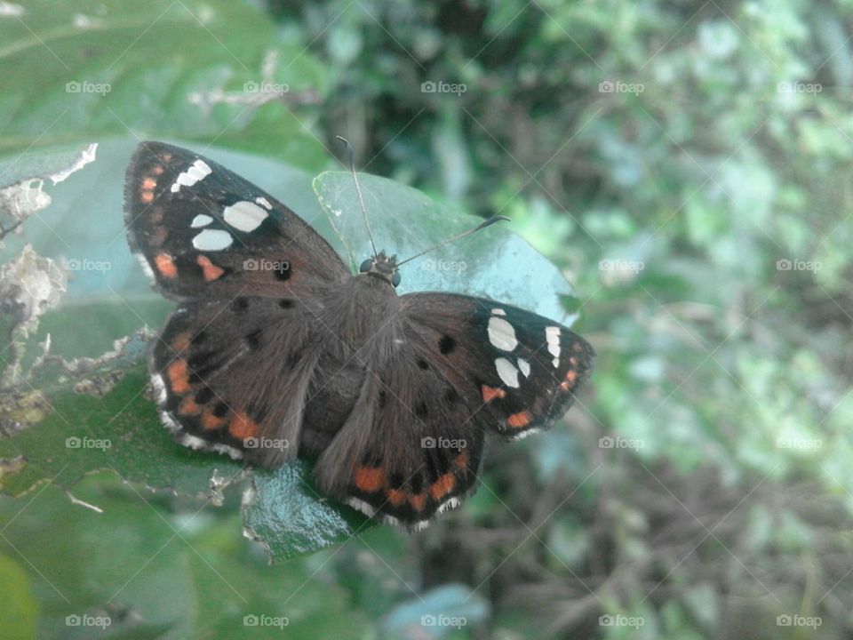 Butterfly, Nature, Insect, No Person, Outdoors