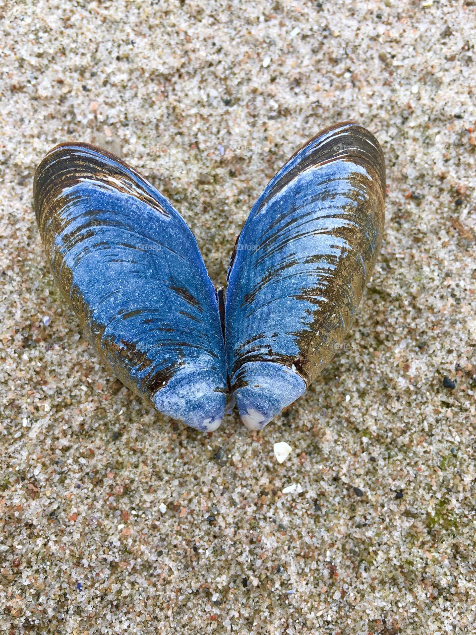 Close-up of clam on the beach