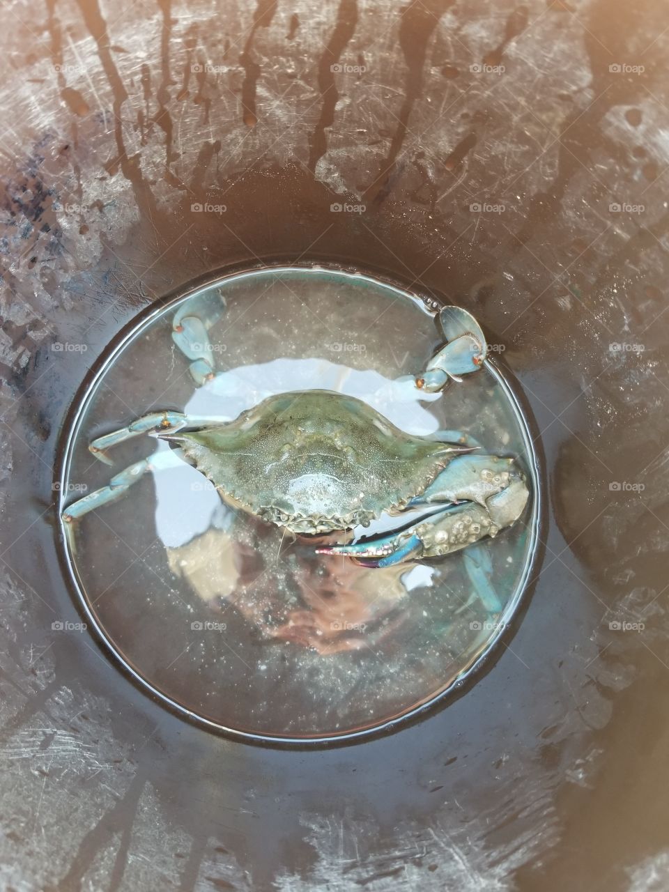 Crab in a bucket
