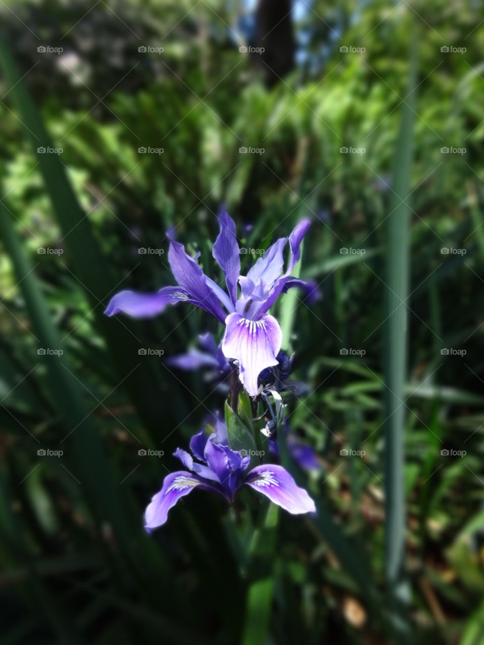 Purple Iris 